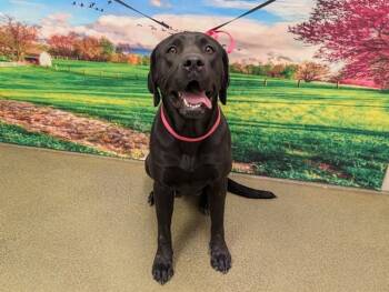 A554187 -  Labrador Retriever and Mixed Breed Dog for Adoption in Moreno Valley, California - A554187 | PetCurious