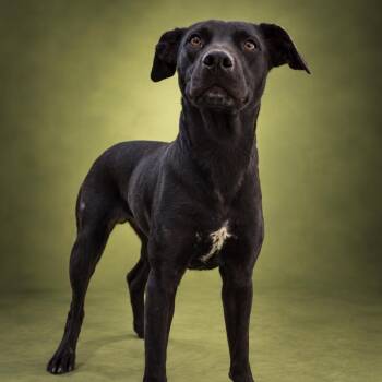 Lizzy -  Mixed Breed Dog for Adoption in Newport, Tennessee - Lizzy | PetCurious