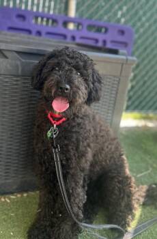 Maggie Mae -  Poodle Dog for Adoption in Fruit Heights, Utah - Maggie Mae | PetCurious