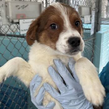 Floyd - Butler Campus -  Cattle Dog Dog for Adoption in Flagstaff, Arizona - Floyd - Butler Campus | PetCurious