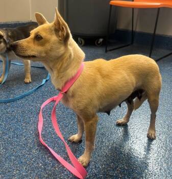 Chihuahua Dogs Available for Adoption - 26-143 | PetCurious