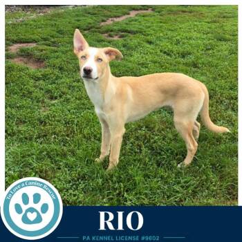 Rio (Blue