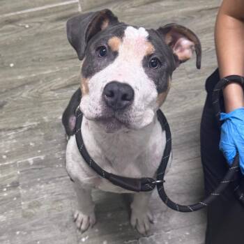 Poe @ Foster -  Mixed Breed Dog for Adoption in Summerville, South Carolina - Poe @ Foster | PetCurious