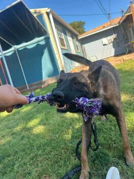 Captain Sarge - Located in Kansas -  Belgian Shepherd Malinois Dog for Adoption in Imlay City, Michigan - Captain Sarge - Located In Kansas | PetCurious