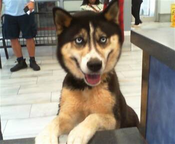 A1265499 -  Siberian Husky and German Shepherd Dog Dog for Adoption in Charlotte, North Carolina - A1265499 | PetCurious