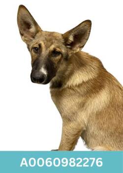 German Shepherd Dog Dogs Available for Adoption in Red Bluff, California - Pixie | PetCurious