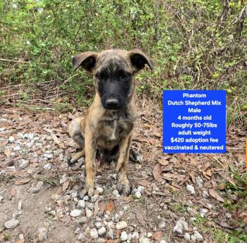 Dutch Shepherd Dogs Available for Adoption - Phantom  | PetCurious
