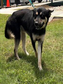 KAI -  Siberian Husky and Mixed Breed Dog for Adoption in Winter Haven, Florida - KAI | PetCurious