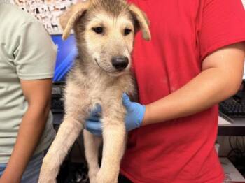 GOLDEN -  Siberian Husky and German Shepherd Dog Dog for Adoption in San Bernardino, California - GOLDEN | PetCurious