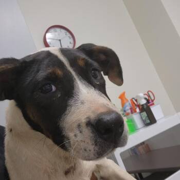 Junie -  Pit Bull Terrier and Mixed Breed Dog for Adoption in Birmingham, Alabama - Junie | PetCurious