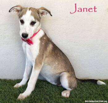Rescue Labrador Retriever and Husky Dogs for Adoption in San Diego, California - Janet | PetCurious