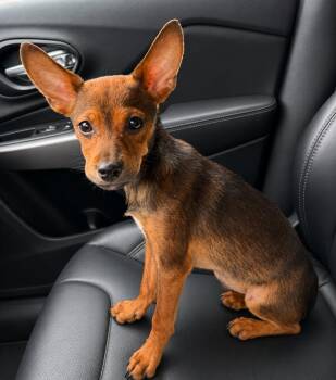 Timmy -  Dachshund and Mixed Breed Dog for Adoption in Evansville, Indiana - Timmy | PetCurious