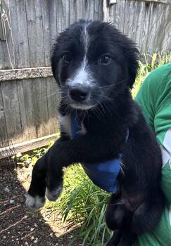 Snarf -  Australian Shepherd and Retriever Dog for Adoption in Bull Valley, Illinois - Snarf | PetCurious