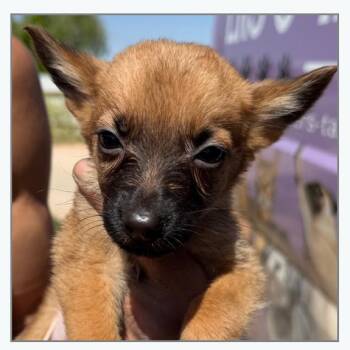 Star -  Mixed Breed Dog for Adoption in Otisfield, Maine - Star | PetCurious