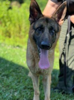 Bud, Buddy -  German Shepherd Dog and Mixed Breed Dog for Adoption in Gastonia, North Carolina - Bud, Buddy | PetCurious