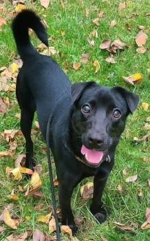 Labrador Retriever and Jack Russell Terrier Dogs Available for Adoption - Milo | PetCurious