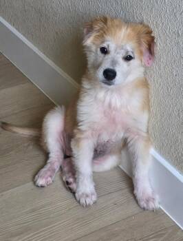 Tizzy -  Labrador Retriever and Great Pyrenees Dog for Adoption in Pflugerville, Texas - Tizzy | PetCurious