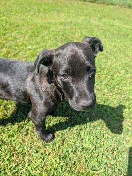 Levi -  Black Labrador Retriever Dog for Adoption in Dayton, Tennessee - Levi | PetCurious