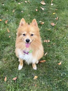 Scooter -  Pomeranian Dog for Adoption in Eagle, Idaho - Scooter | PetCurious