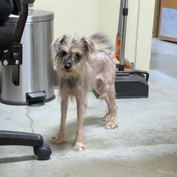 Iggy Pop -  Schnauzer and Mixed Breed Dog for Adoption in Fulton, Texas - Iggy Pop | PetCurious
