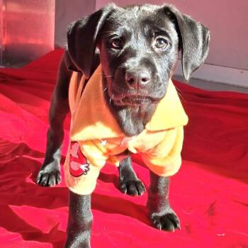 Dixie -  Catahoula Leopard Dog and Black Labrador Retriever Dog for Adoption in Freeport, Florida - Dixie | PetCurious