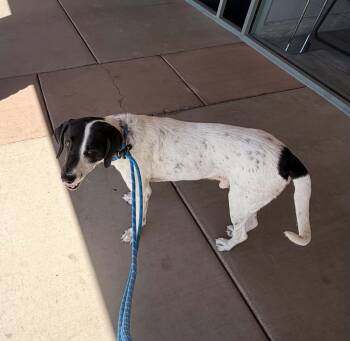 Oscar -  Mixed Breed Dog for Adoption in Chino Valley, Arizona - Oscar | PetCurious