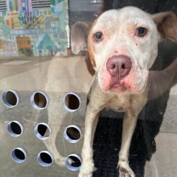 Noni -  Mixed Breed Dog for Adoption in Philadelphia, Pennsylvania - Noni | PetCurious
