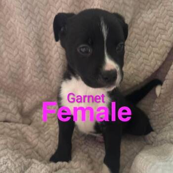 Garnet -  Pit Bull Terrier Dog for Adoption - Garnet | PetCurious