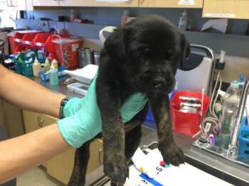 PO-TAY-TO -  German Shepherd Dog and Australian Shepherd Dog for Adoption in Riverside, California - PO-TAY-TO | PetCurious