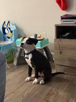 Boxer and Boston Terrier Dogs Available for Adoption - Dudley - Junie | PetCurious
