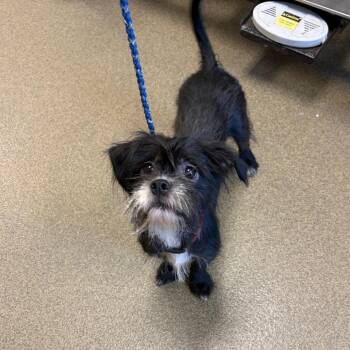 Oreo -  Chihuahua and Shih Tzu Dog for Adoption in Council Bluffs, Iowa - Oreo | PetCurious