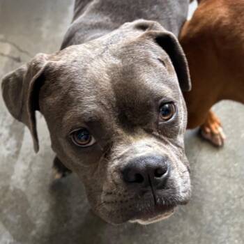Pixie A2278687 -  American Bulldog Dog for Adoption in Los Angeles, California - Pixie A2278687 | PetCurious