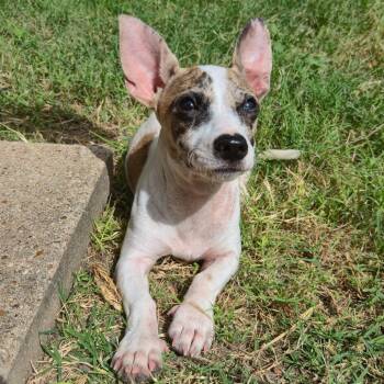 Huey -  Dachshund and Chihuahua Dog for Adoption in San Antonio, Texas - Huey | PetCurious