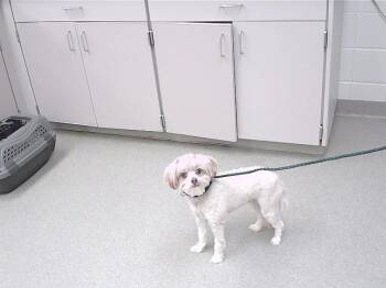 Shih Tzu and Mixed Breed Dogs Available for Adoption in Omaha, Nebraska - ELLIOT | PetCurious