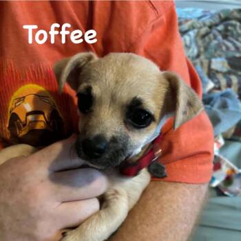 Toffee -  Chihuahua Dog for Adoption in Spring Hill, Kansas - Toffee | PetCurious
