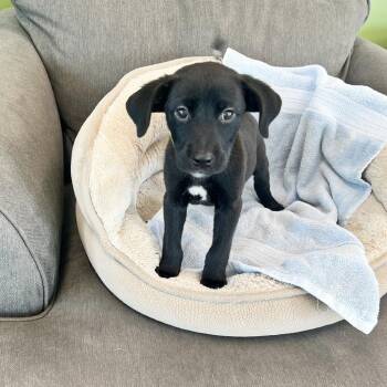 Rocky -  Labrador Retriever and Mixed Breed Dog for Adoption in Lewisville, Texas - Rocky | PetCurious