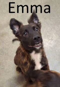 Rescue Shepherd and Terrier Dogs for Adoption in Mountain View, Arkansas - Emma | PetCurious