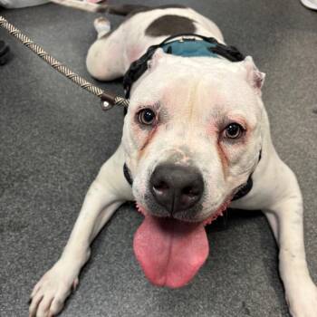 Mixed Breed Dogs Available for Adoption in Allentown, Pennsylvania - Chance | PetCurious