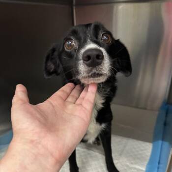 Squashie -  Mixed Breed Dog for Adoption in Corbin, Kentucky - Squashie | PetCurious