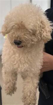 Poodle Dogs Available for Adoption in Fort Lauderdale, Florida - A2476399 | PetCurious