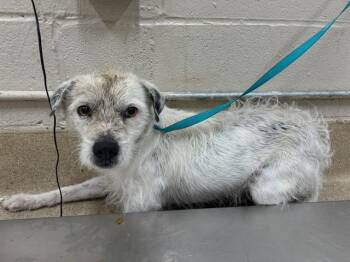Terrier and Mixed Breed Dogs Available for Adoption - MERLIN | PetCurious