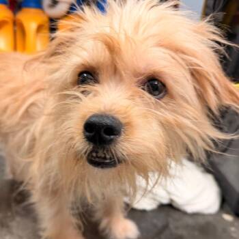 Terrier Dogs Available for Adoption - Gator | PetCurious