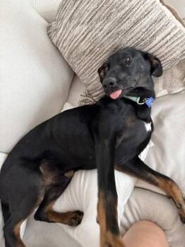 Edison -  Doberman Pinscher and Shepherd Dog for Adoption in Bothell, Washington - Edison | PetCurious