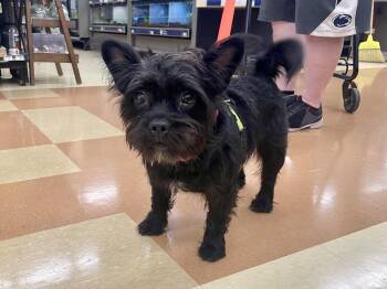 Tito -  Scottish Terrier and Cairn Terrier Dog Available for Adoption in Triana, Alabama - Tito | PetCurious
