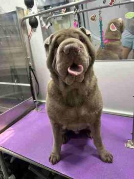 Mixed Breed Dogs Available for Adoption in Fairfax, Virginia - Meatloaf | PetCurious