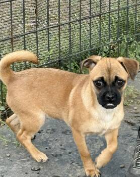 Rose (aka Big Red) -  Pug and Chug Dog for Adoption in Petaluma, California - Rose (aka Big Red) | PetCurious