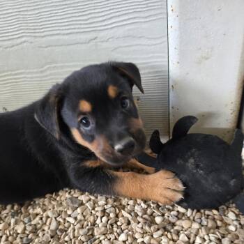 Boone JuM -  Shepherd and Mixed Breed Dog for Adoption in Austin, Texas - Boone JuM | PetCurious