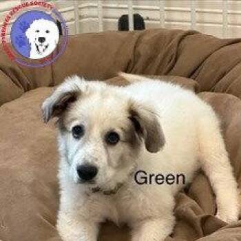 Rowen -  Great Pyrenees Dog for Adoption in Spring, Texas - Rowen | PetCurious