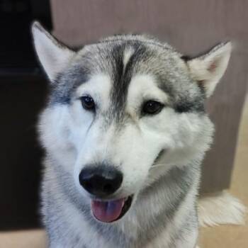 Ruffles -  Husky Dog for Adoption in Brenham, Texas - Ruffles | PetCurious