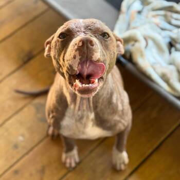 American Staffordshire Terrier Dogs Available for Adoption in Shelby, North Carolina - Dobby | PetCurious
